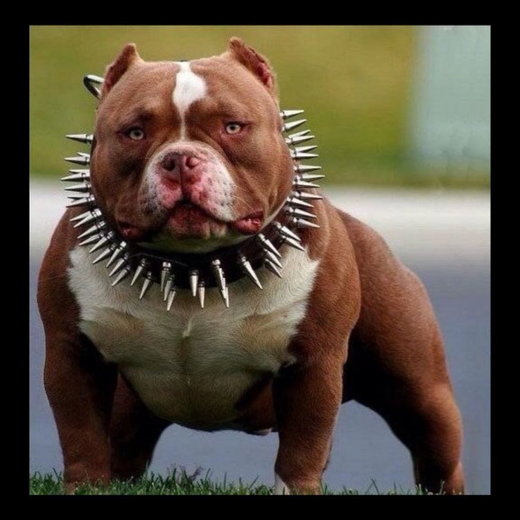 Стаффордширский бандог