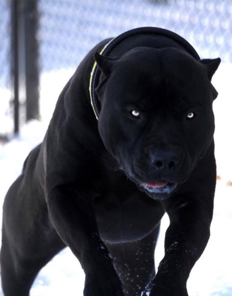 Питбуль черный бриллиант