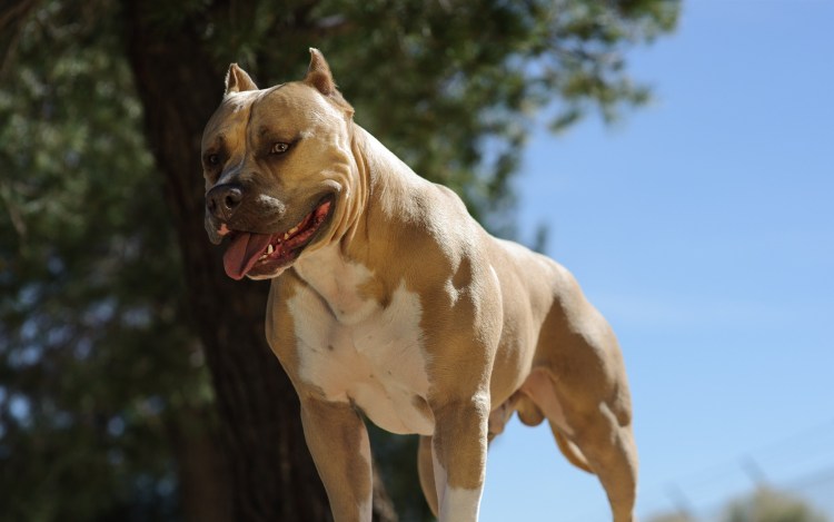 Американский питбультерьер опасная собака