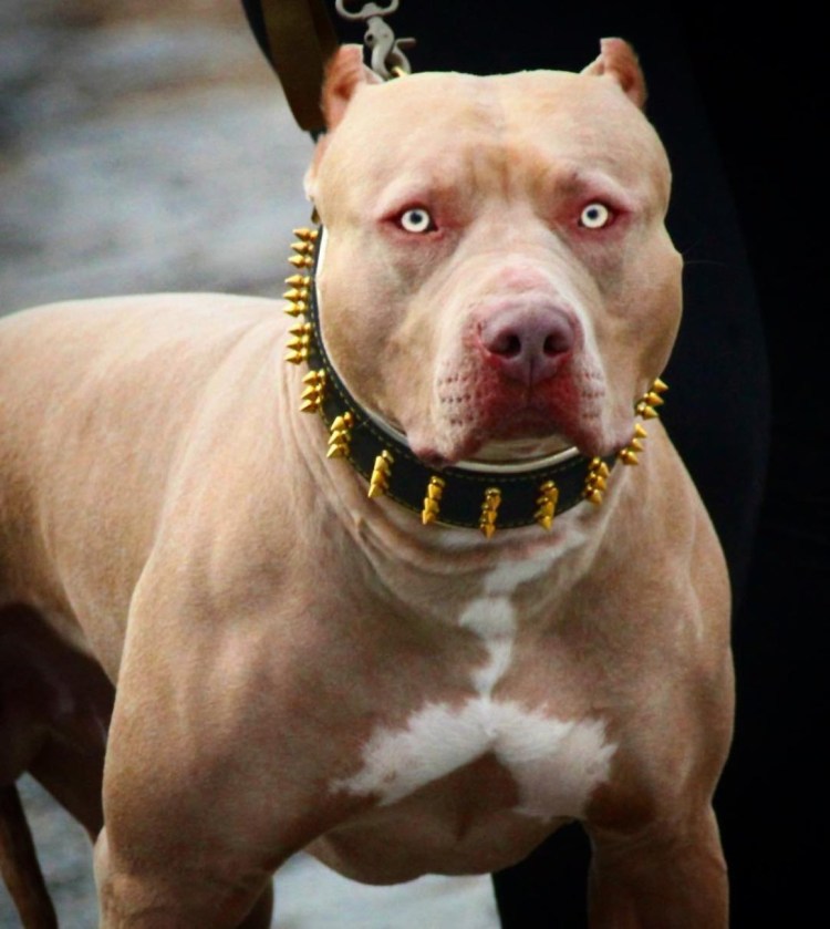 Американский питбультерьер худой