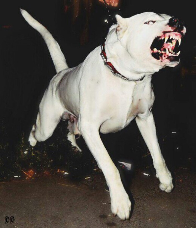 Доберман Ищейка