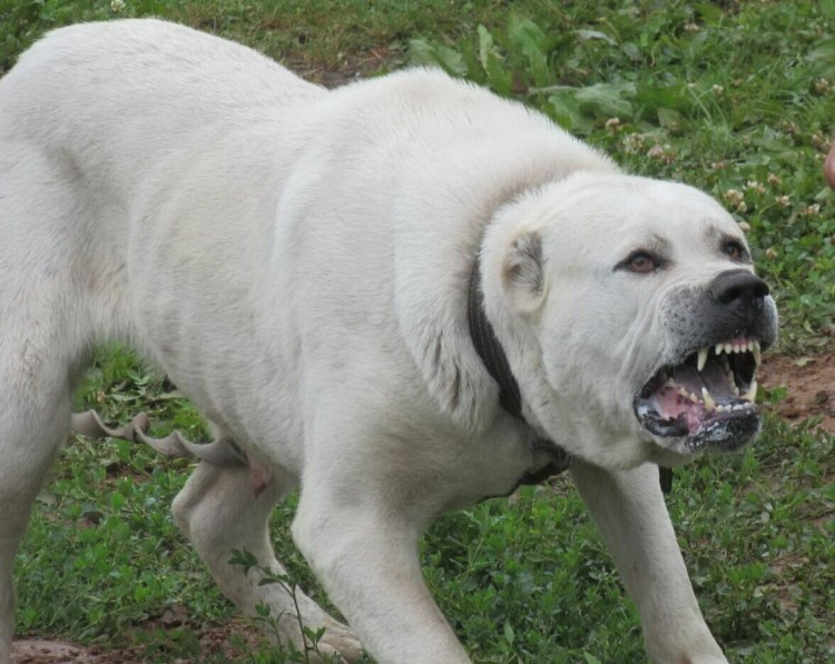 Собаки лают друг на друга