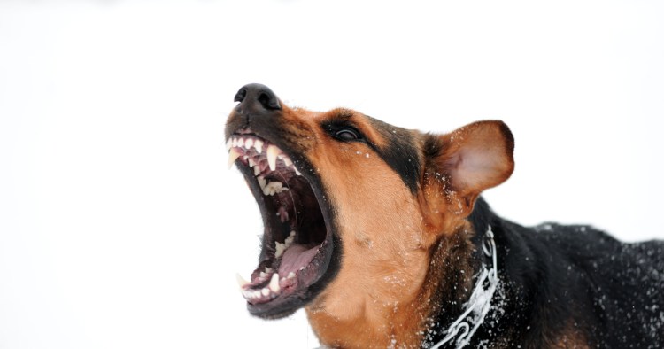 Стаффордширский бультерьер оскал