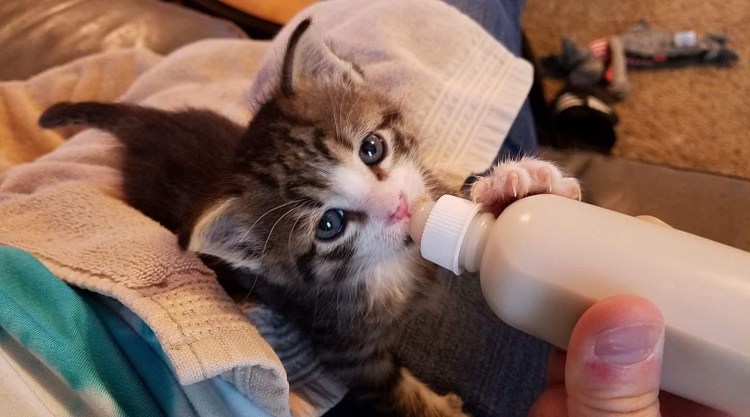 Котенок пьет молоко из бутылочки