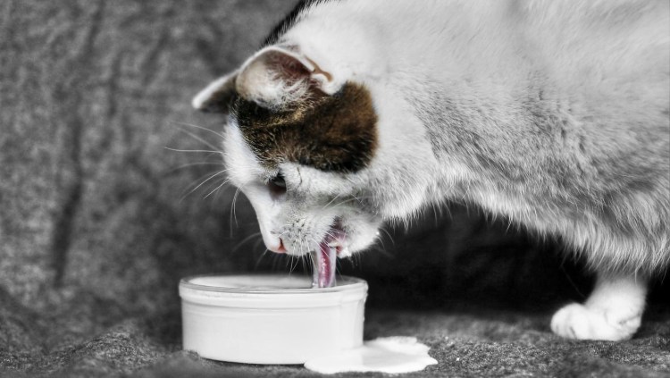 Котенок лакает