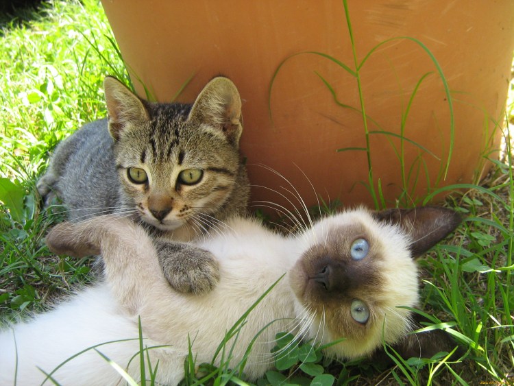 Для вскармливания котят