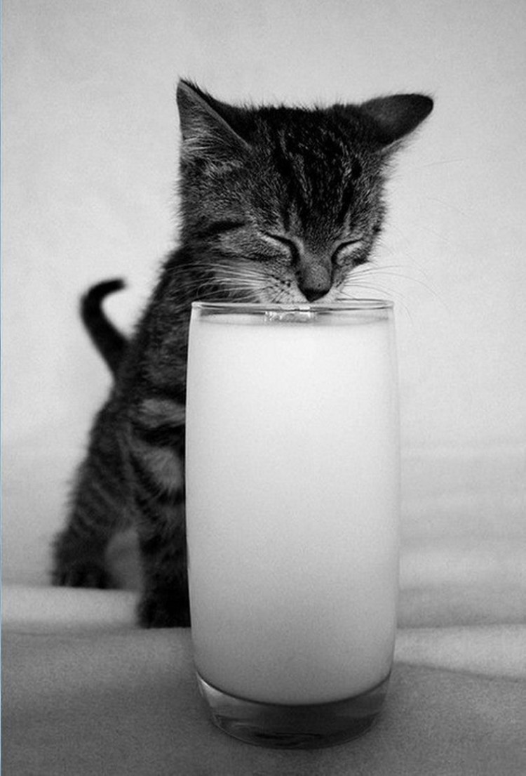 Кошка пьет молоко