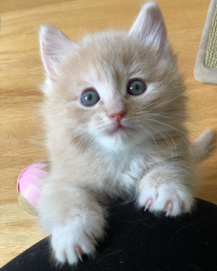 Котенок молочного цвета