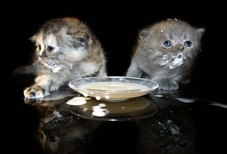 Всеслав чародей водка