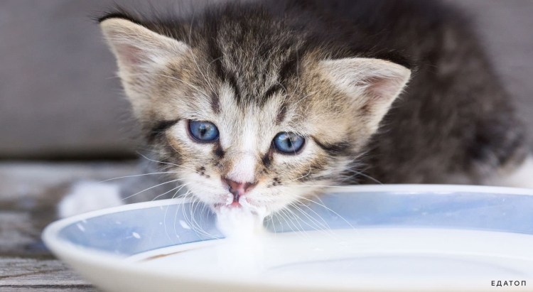 Котенок кушает молочко