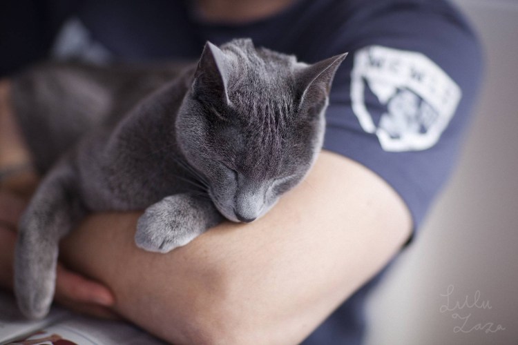 Котенок на коленях