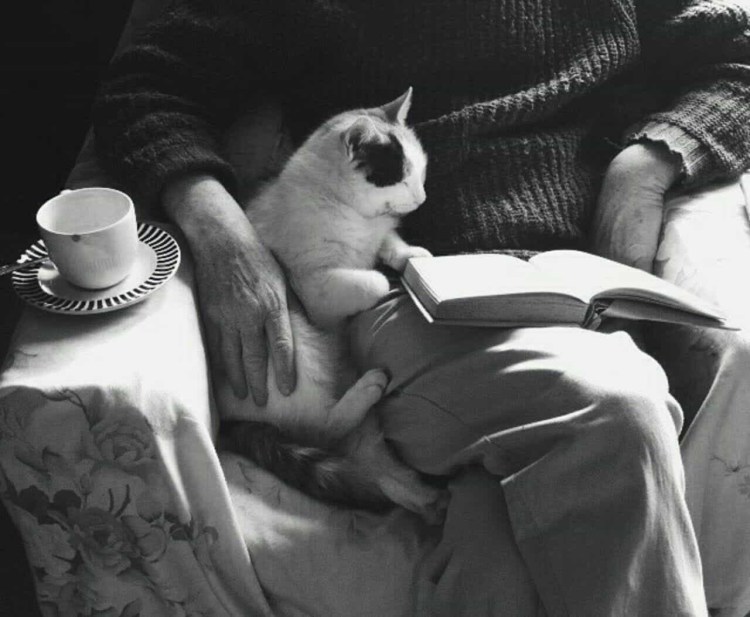 Белая кошка на коленях у человека