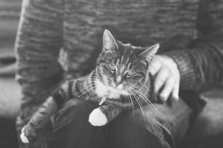 Котенок на коленках