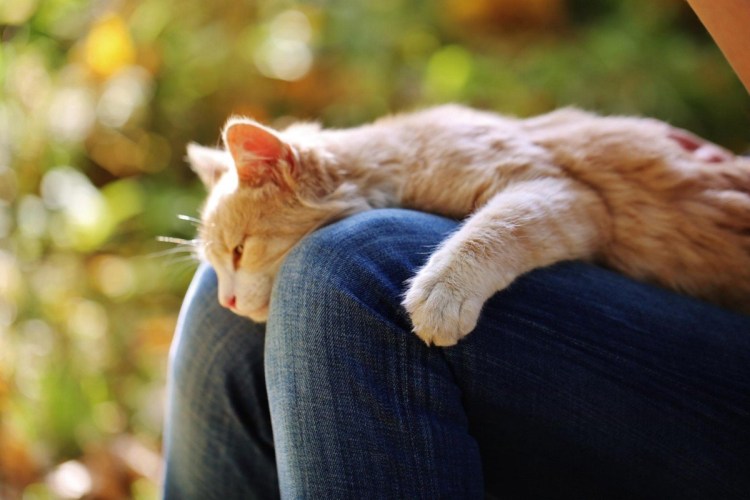 Кот на коленках