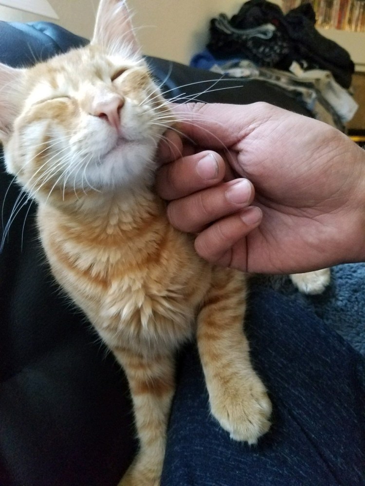 Рыжий кот на руках