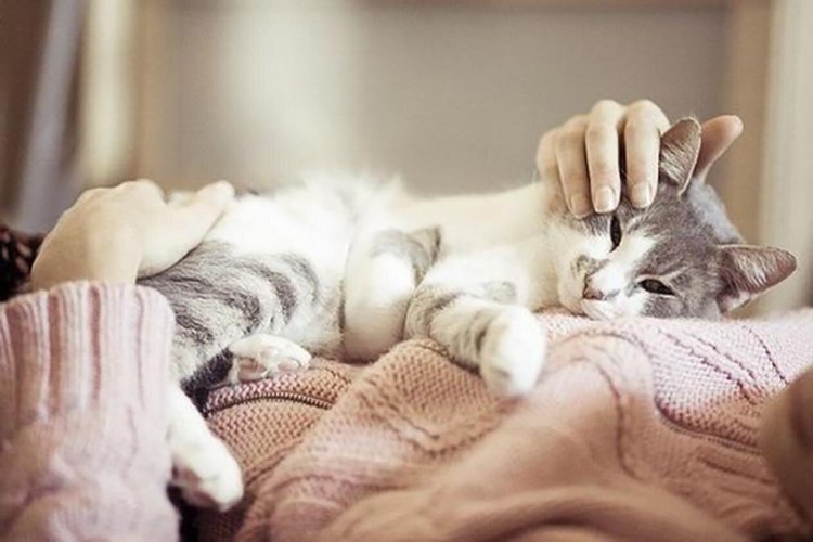 Уютные кошки