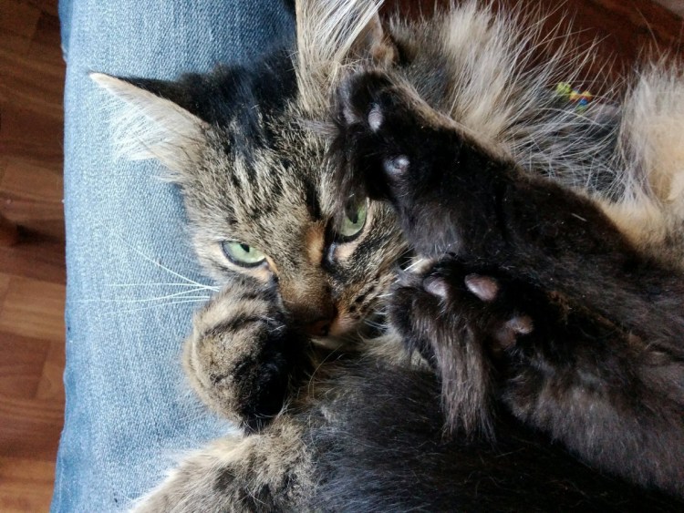 Мурлыкающая кошка на коленях