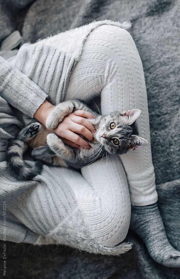 Котенок на коленках