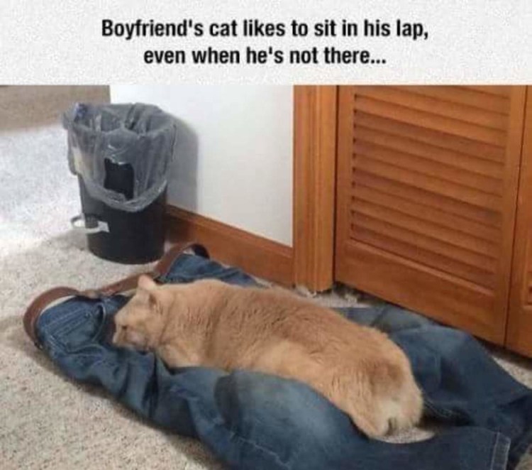 Девушка кошечка