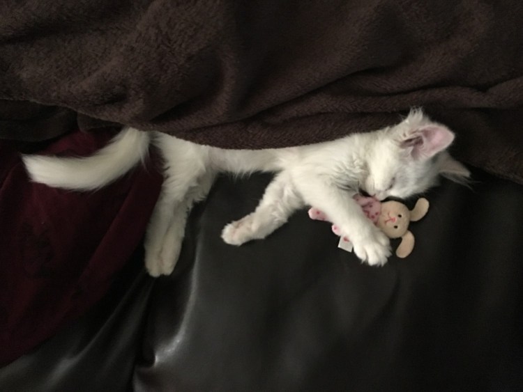 Белая кошка на коленях