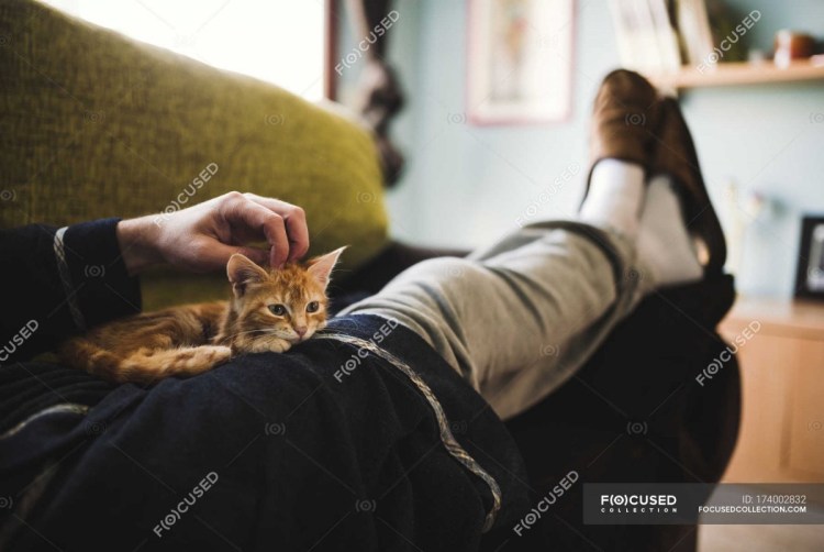 Кот обнимает человека