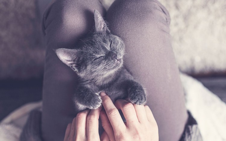 Серая кошка на руках