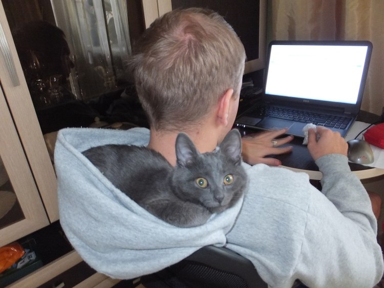 Кот сидит на голове