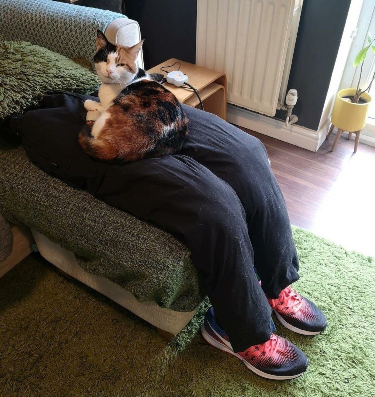 Кошка спит на коленях