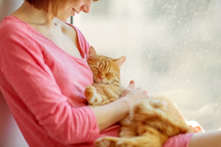 Кошка на руках