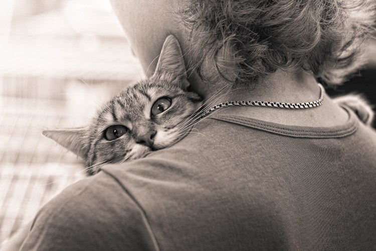 Кот спит на коленях