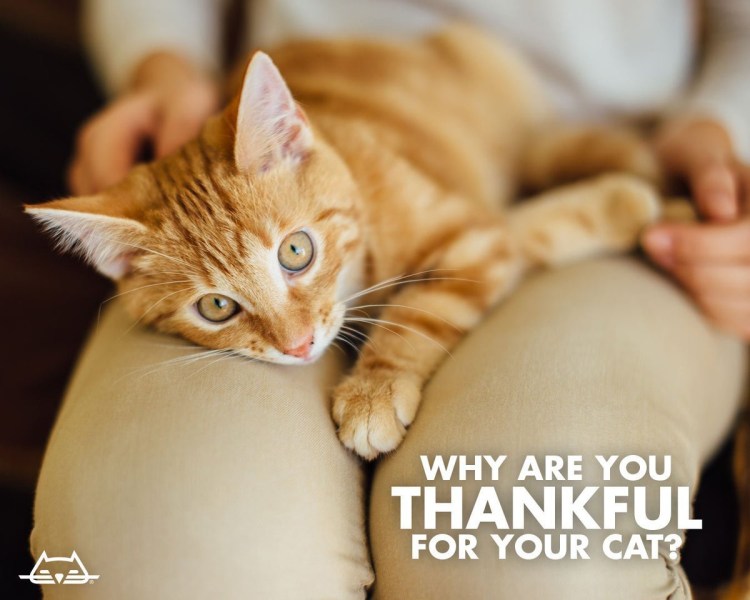 Кот на коленках