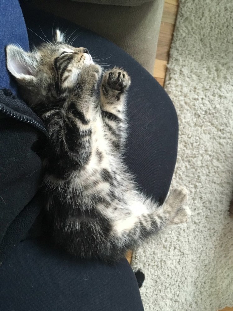 Большой кот на коленях