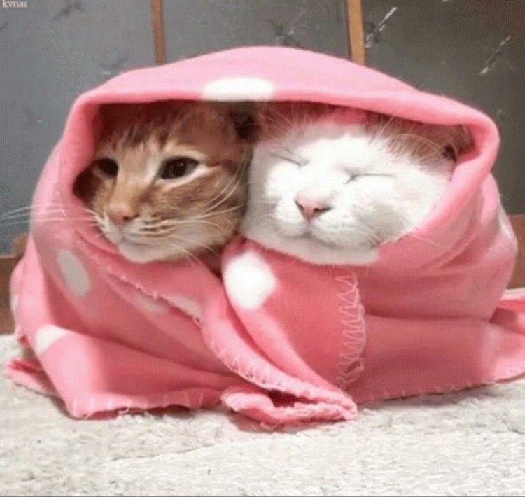 Смешной кот в одеяле