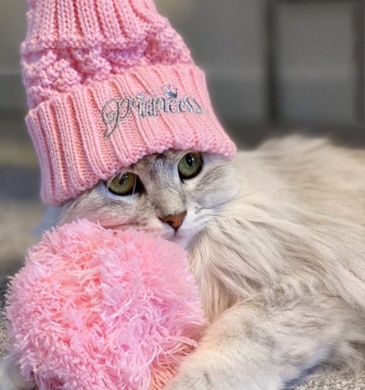 Кот в одежде