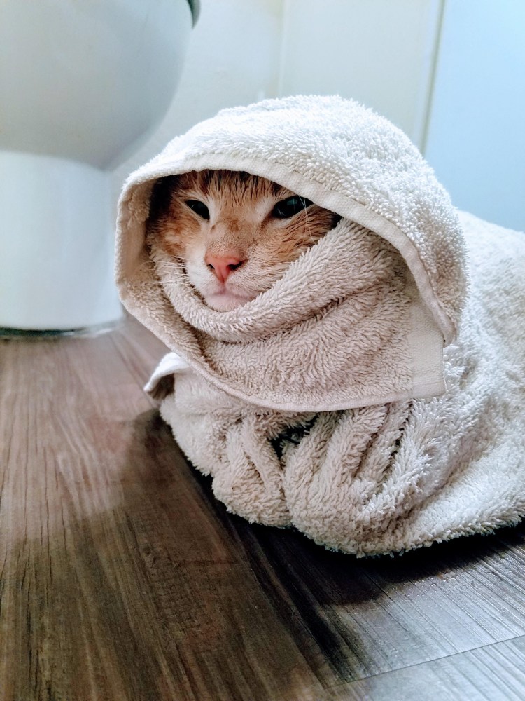 Котик в полотенце