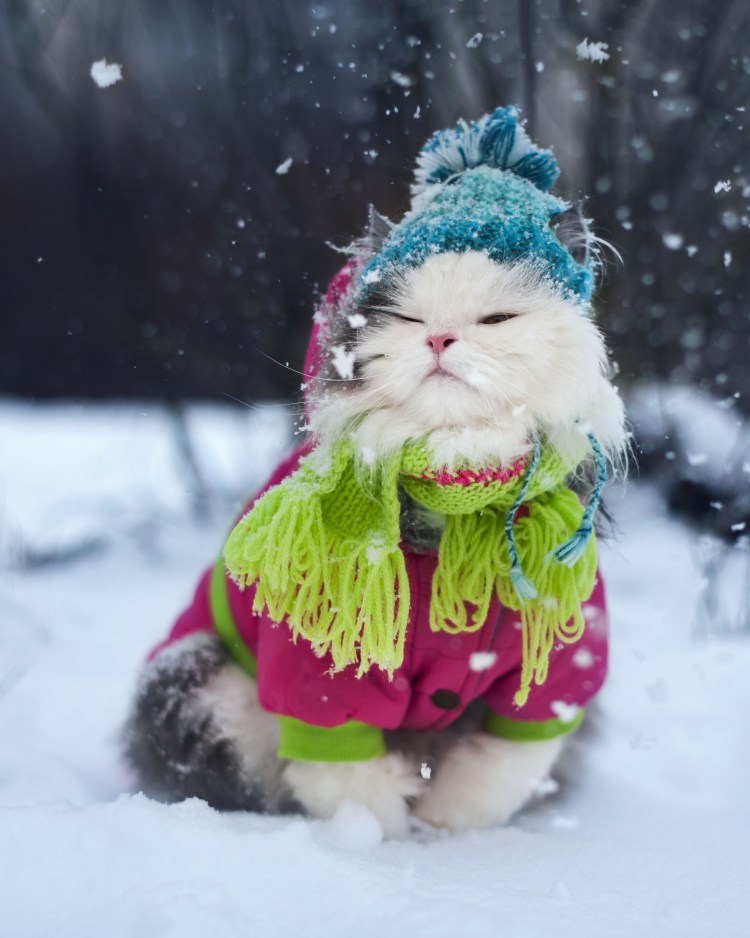 Котики в зимних нарядах