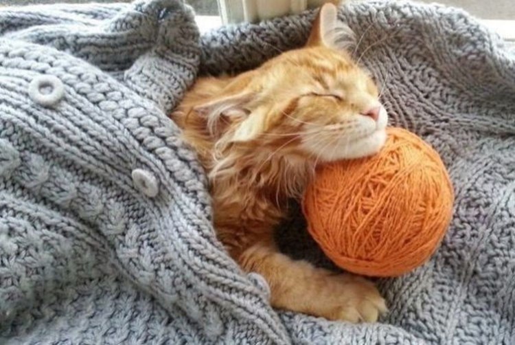 Осень кот плед