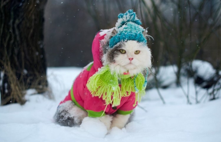 Котики в зимних нарядах