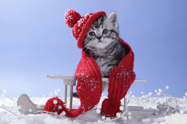 Кошка спит на одежде хозяина