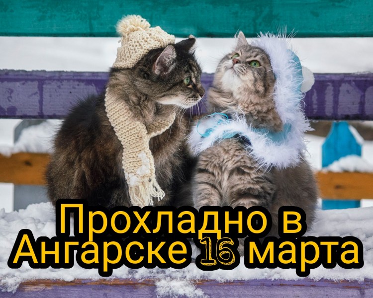 Котики в зимних нарядах