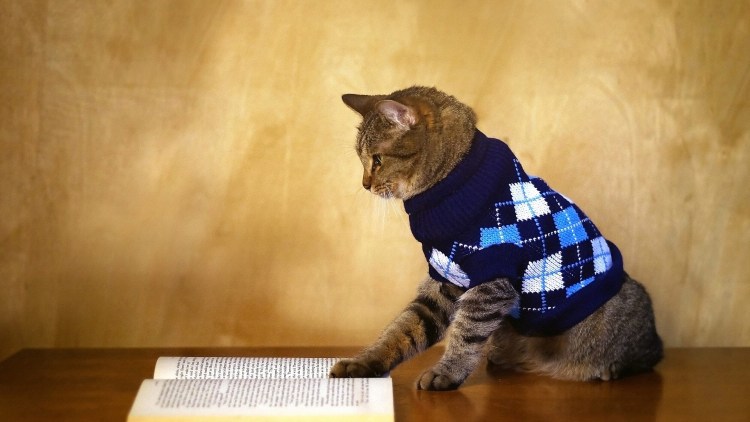 Свитер для кошки