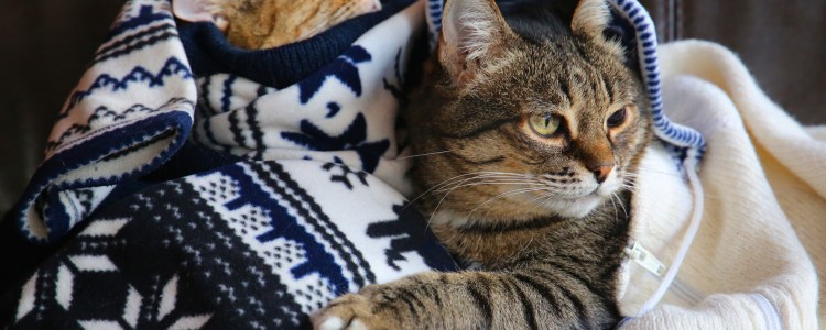 Кот в шапке