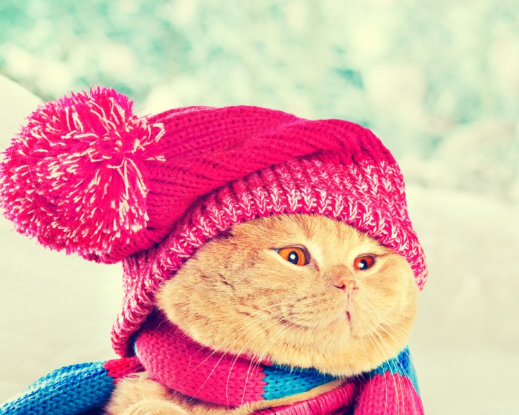 Свитер для кошки