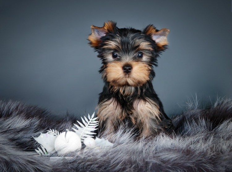 Йоркширский терьер лохматый