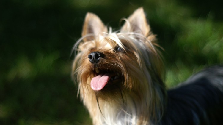 Йоркширский терьер мини толстый