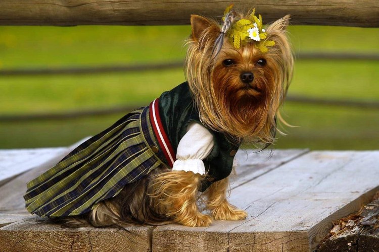 Йоркширский терьер лохматый