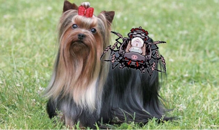 Лохмач терьер