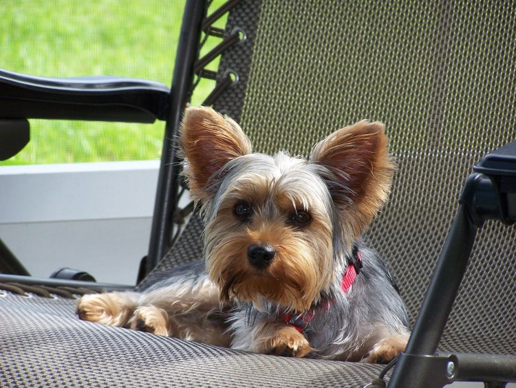 Йоркширский терьер вельш