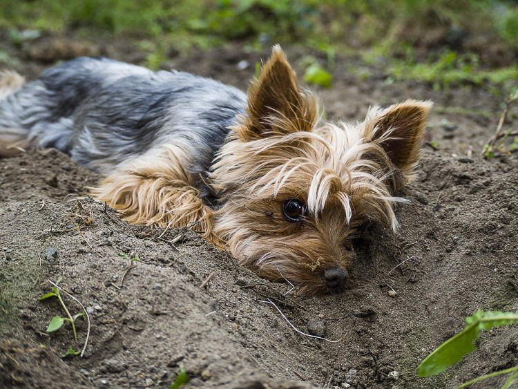 Толстые Йоркширские терьеры