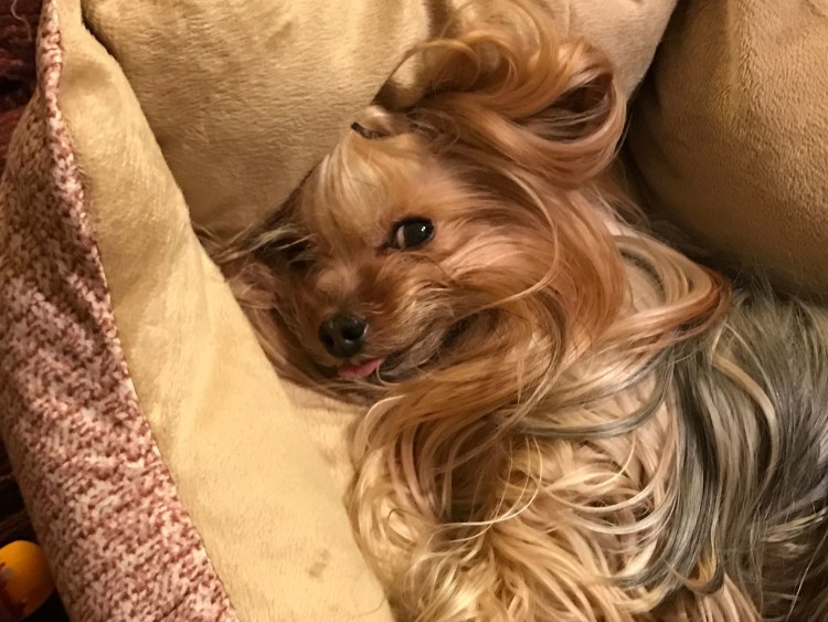 Лысый Йоркширский терьер